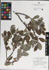 Foto von Salix laggeri Wimm.